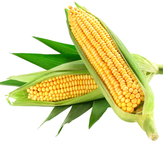 Corn